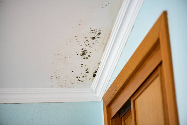 Best Black Mold Removal  in Smithsburg, MD