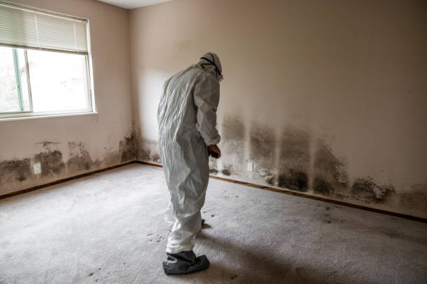 Attic Mold Removal in Smithsburg, MD