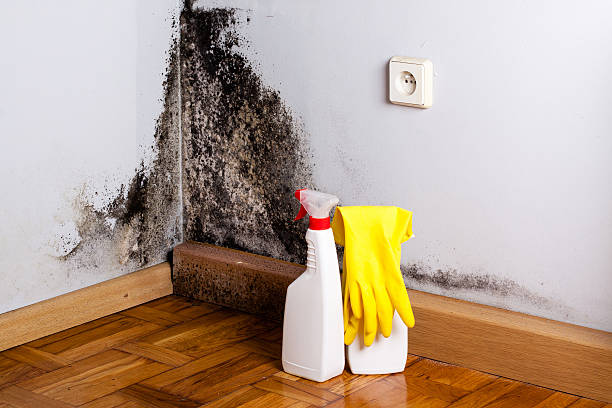 Best Professional Mold Removal  in Smithsburg, MD