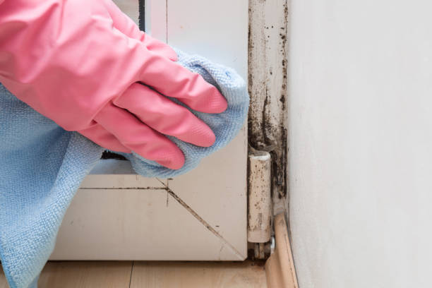 Best Mold Removal Process  in Smithsburg, MD